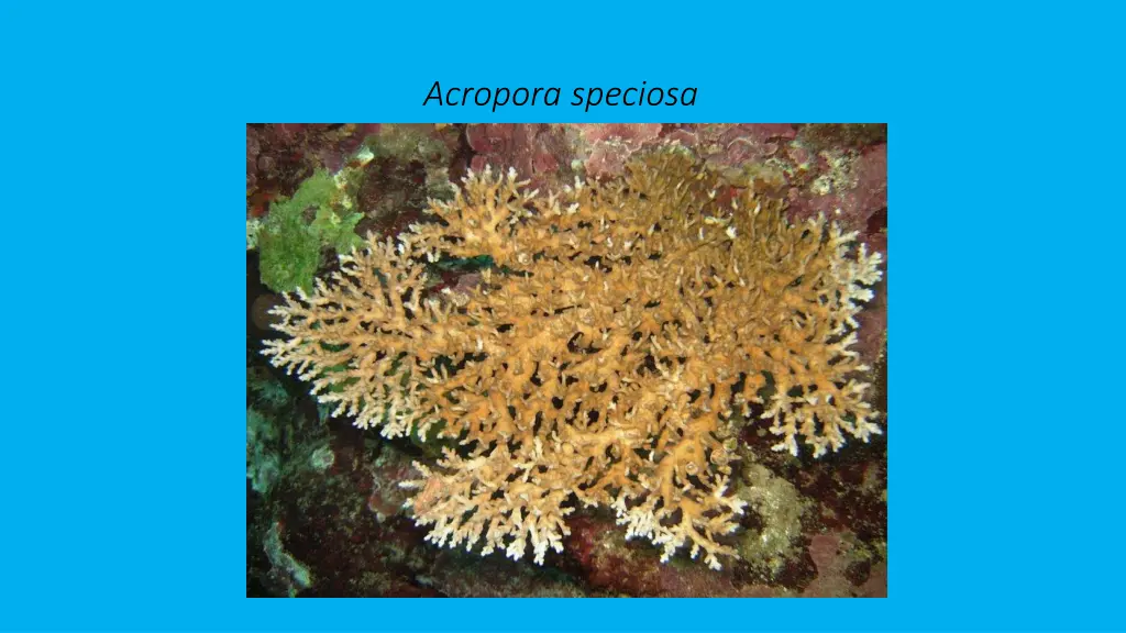 acropora speciosa 2