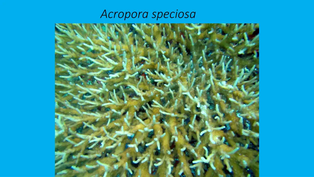 acropora speciosa