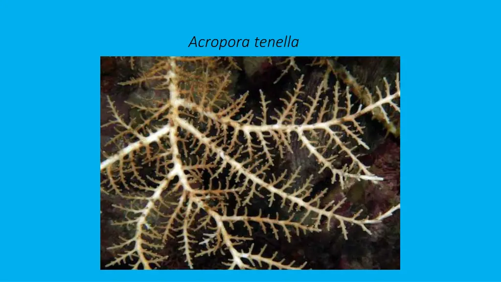 acropora tenella 1