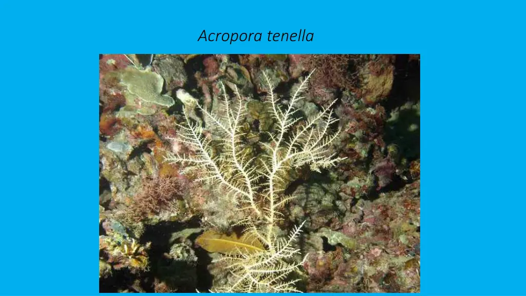 acropora tenella