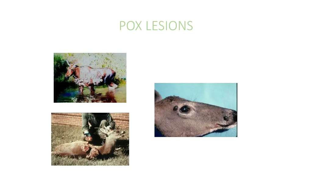 pox lesions