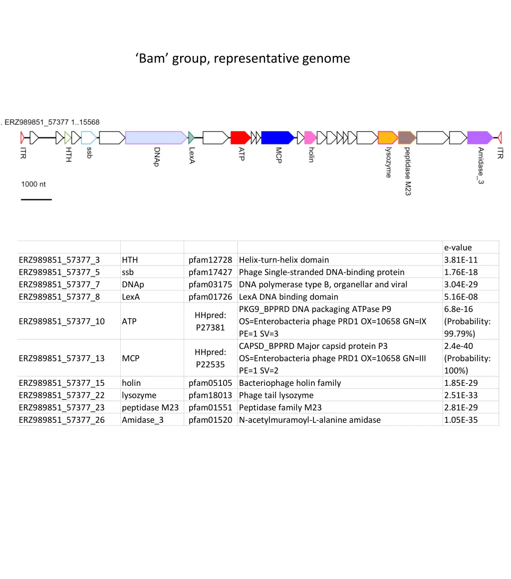 bam group representative genome