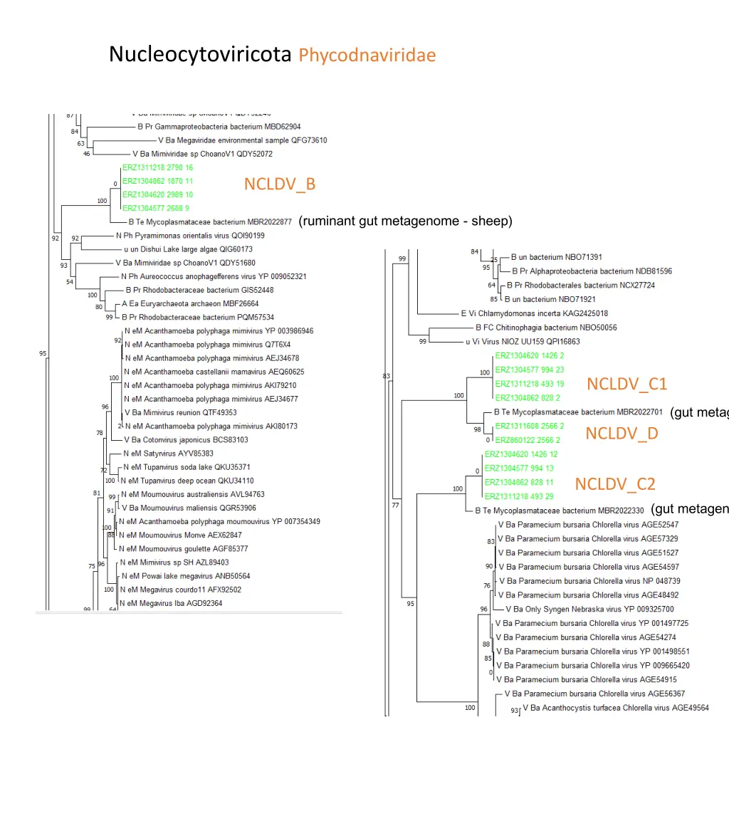 nucleocytoviricota phycodnaviridae