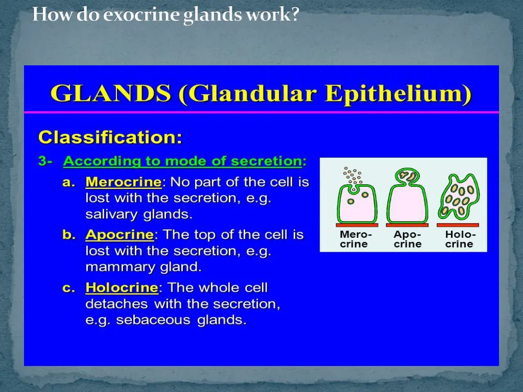 how do exocrine glands work