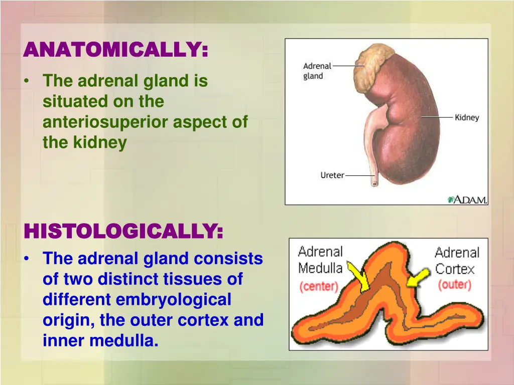 anatomically anatomically the adrenal gland