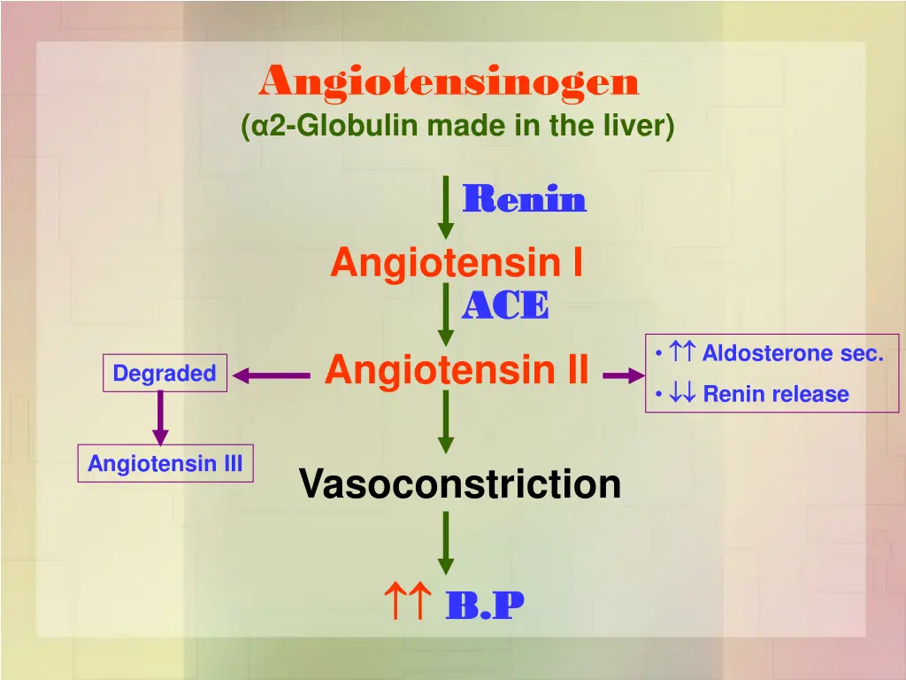 angiotensinogen 2 globulin made in the liver