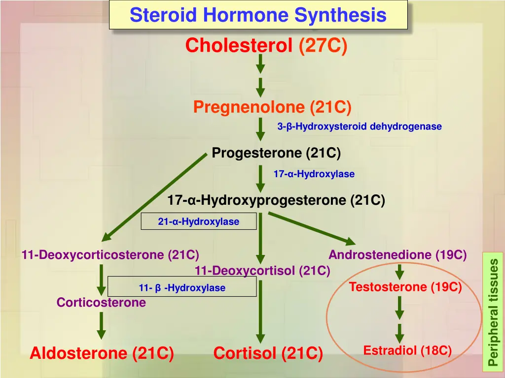 steroid hormone synthesis cholesterol 27c