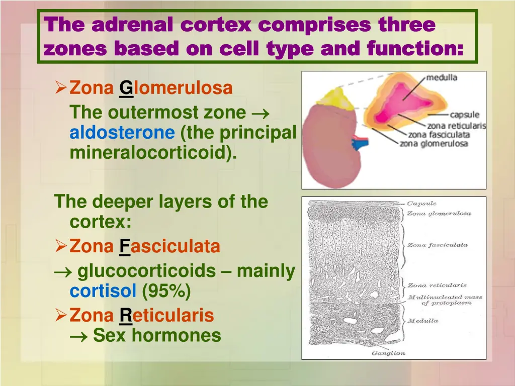 the adrenal cortex comprises three the adrenal