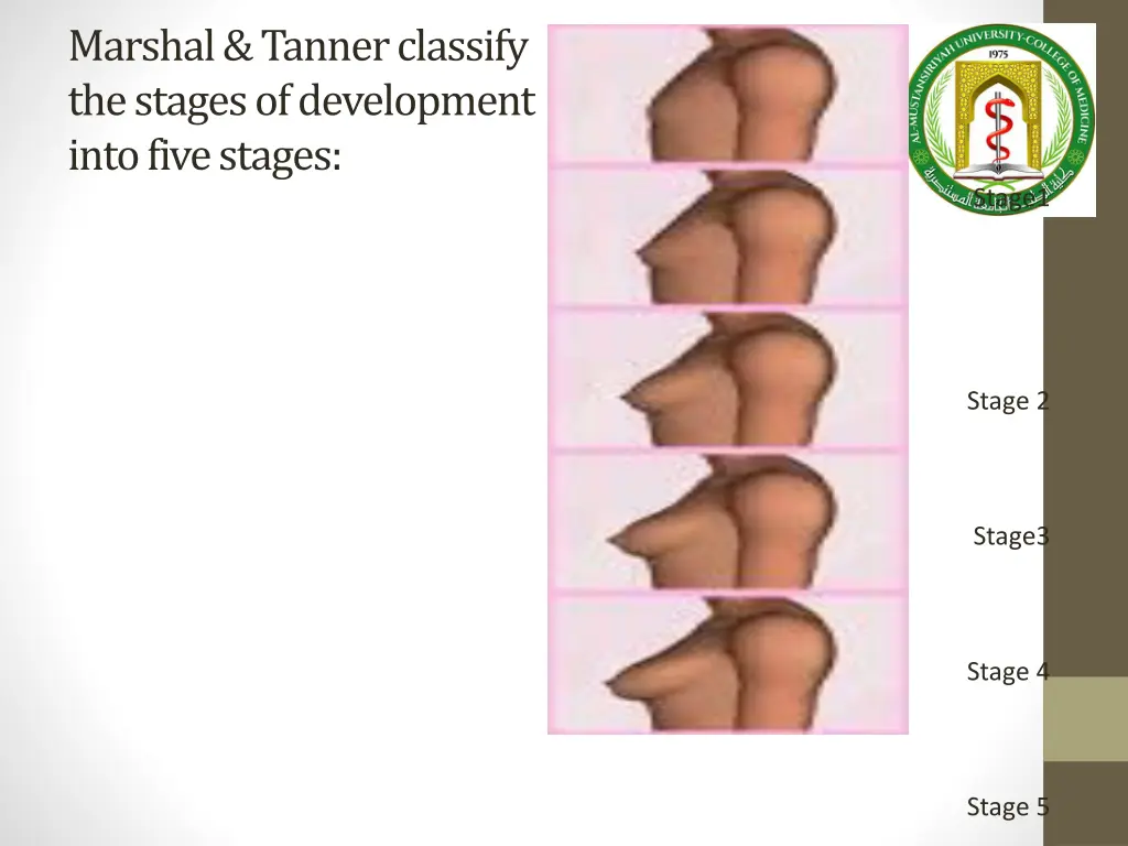 marshal tanner classify the stages of development