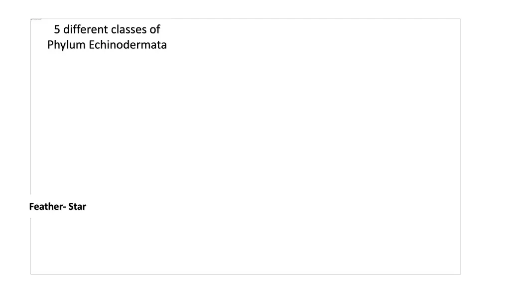 5 different classes of phylum echinodermata