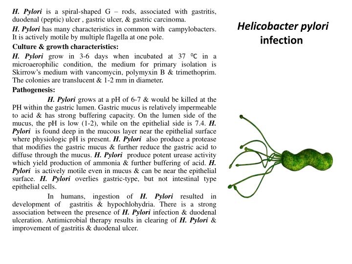 h pylori is a spiral shaped g rods associated