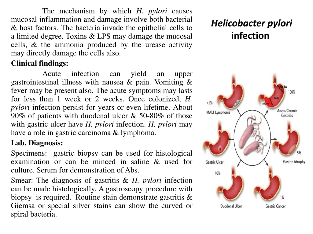 the mechanism by which h pylori causes mucosal