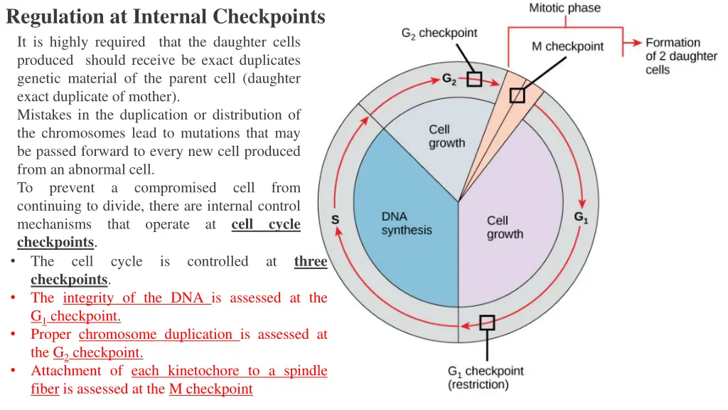 regulation at internal checkpoints it is highly