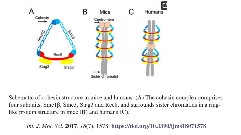 schematic of cohesin structure in mice and humans