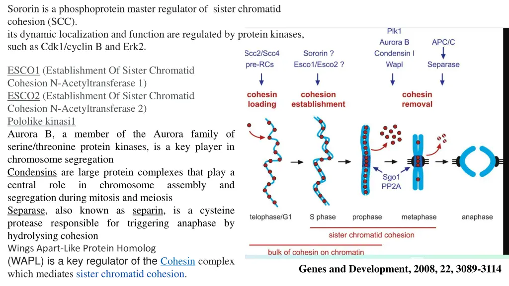 sororin is a phosphoprotein master regulator