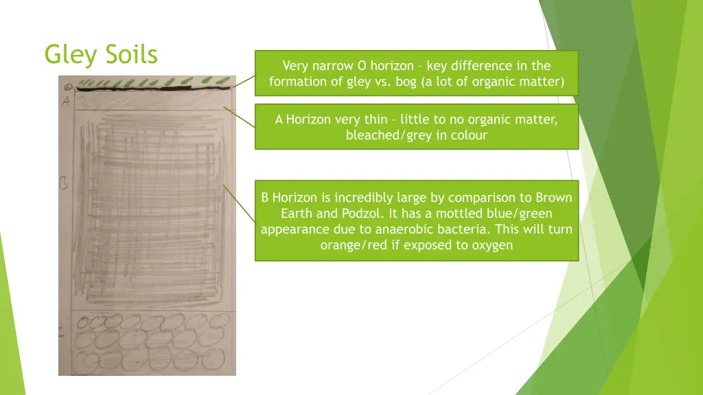 gley soils