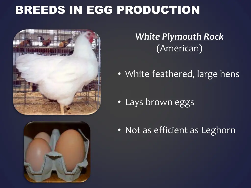 breeds in egg production 1