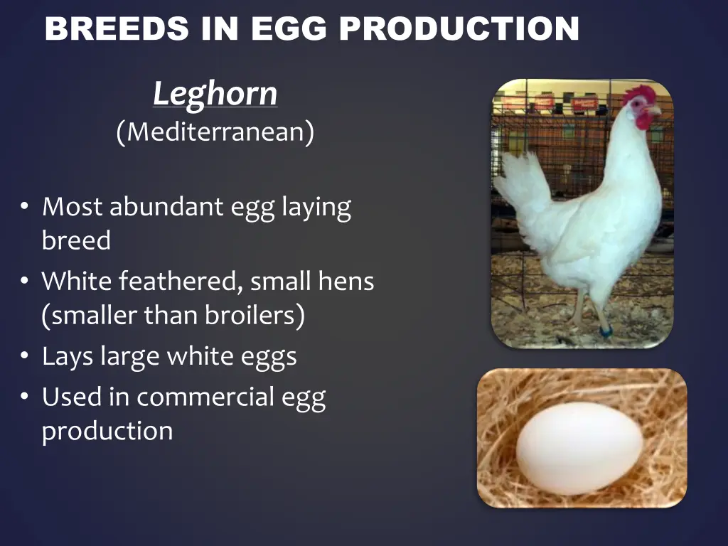 breeds in egg production