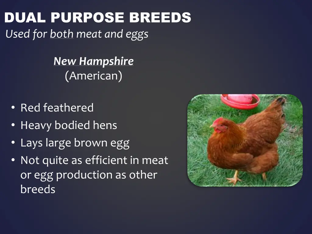 dual purpose breeds used for both meat and eggs