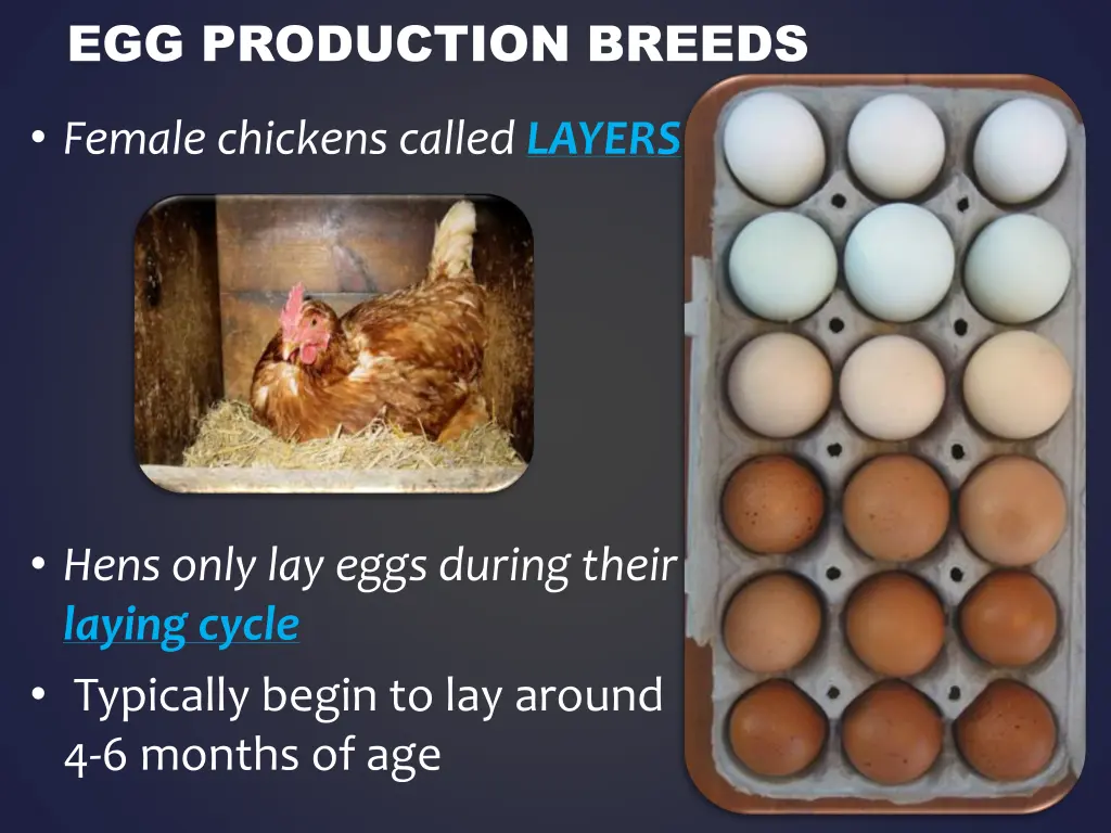 egg production breeds