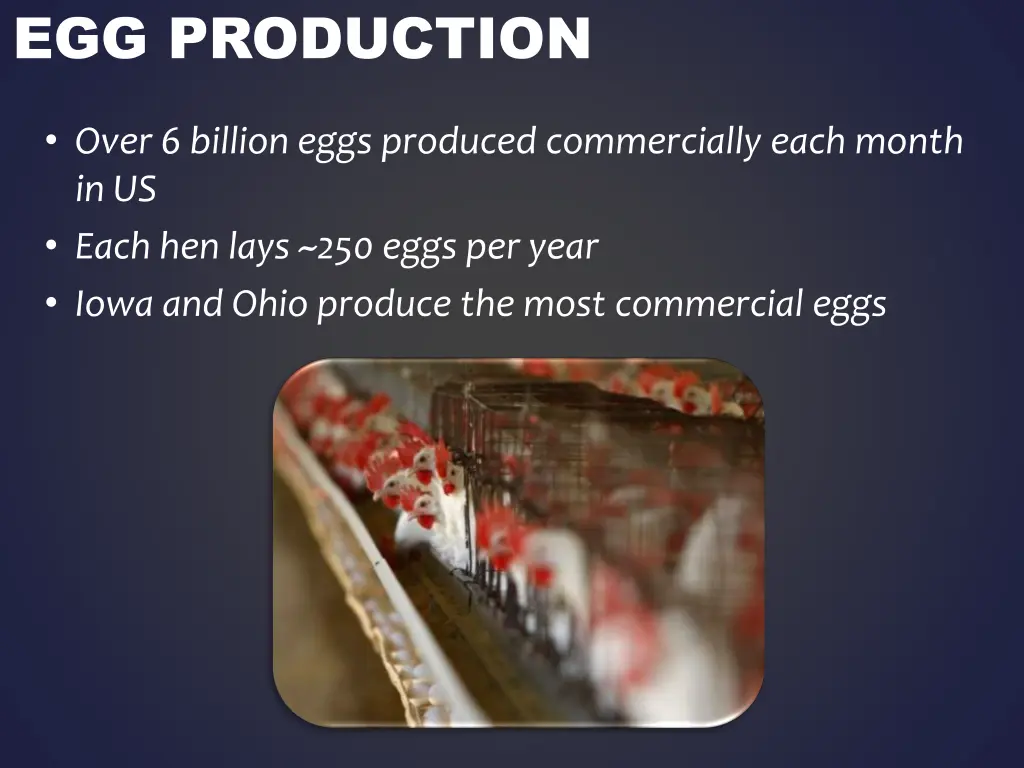 egg production