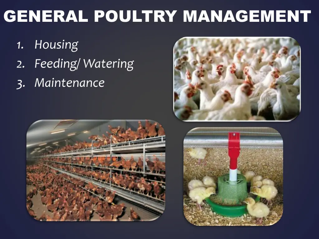 general poultry management