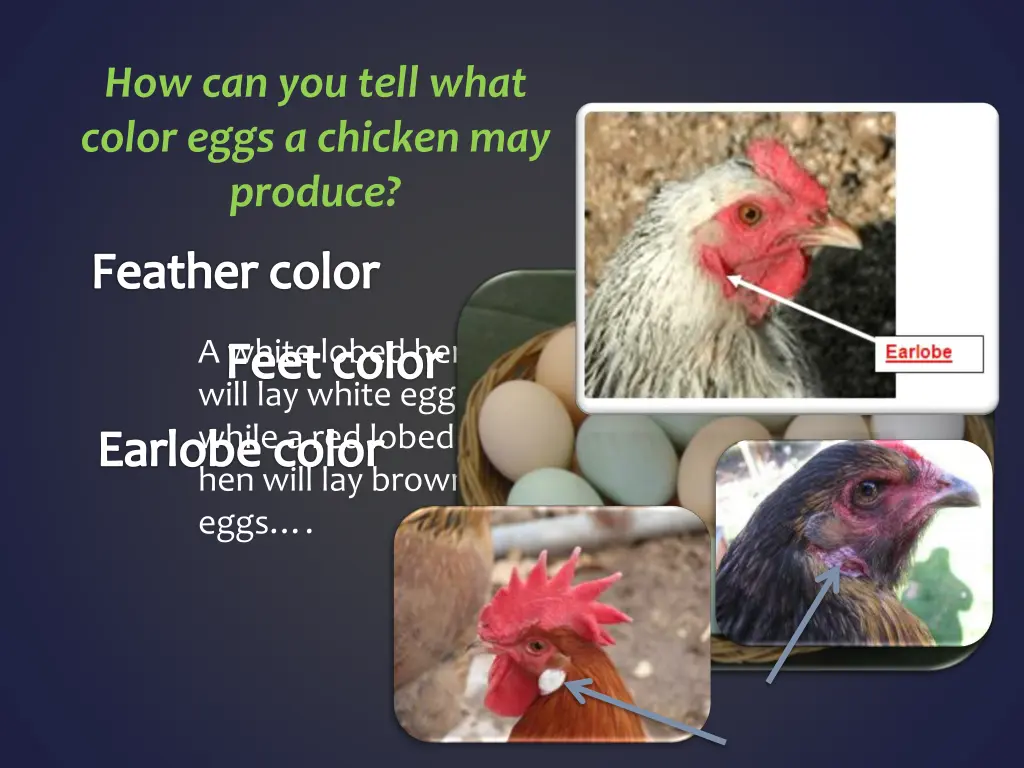 how can you tell what color eggs a chicken