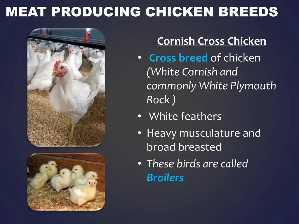 meat producing chicken breeds