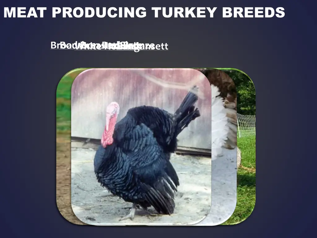 meat producing turkey breeds 1