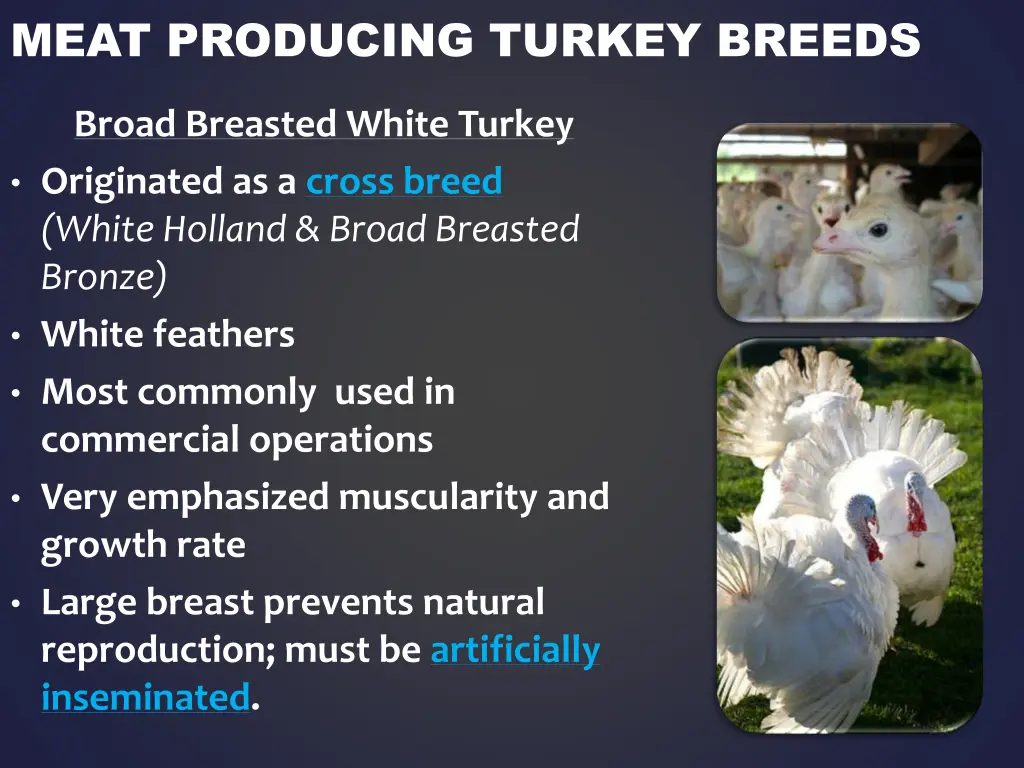 meat producing turkey breeds