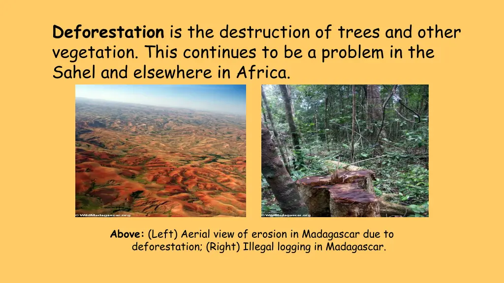 deforestation is the destruction of trees