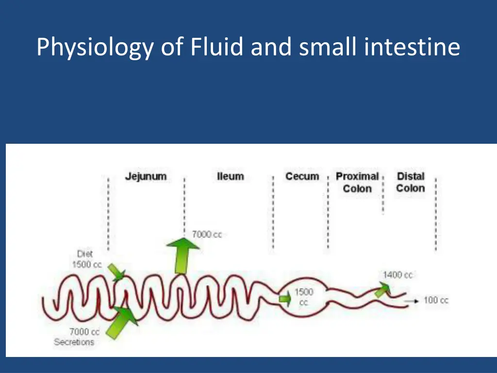 physiology of fluid and small intestine