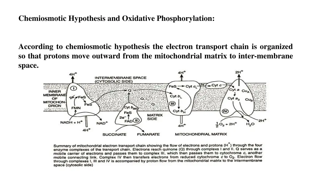 chemiosmotic hypothesis and oxidative