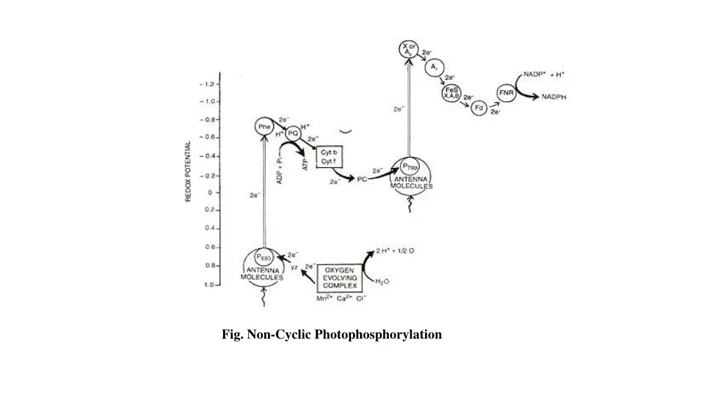 fig non cyclic photophosphorylation