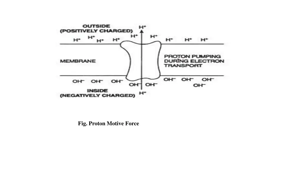 fig proton motive force