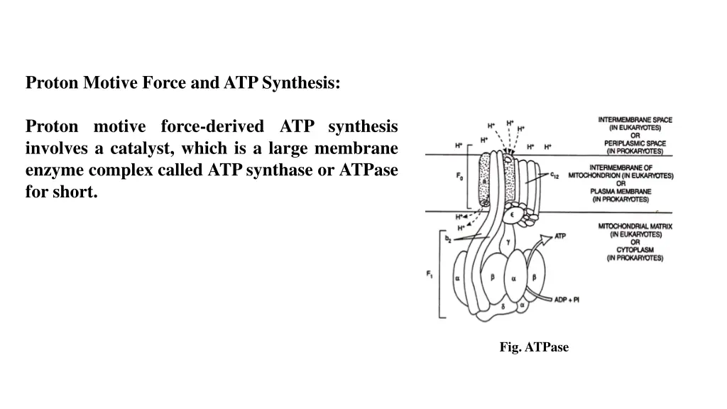 proton motive force and atp synthesis