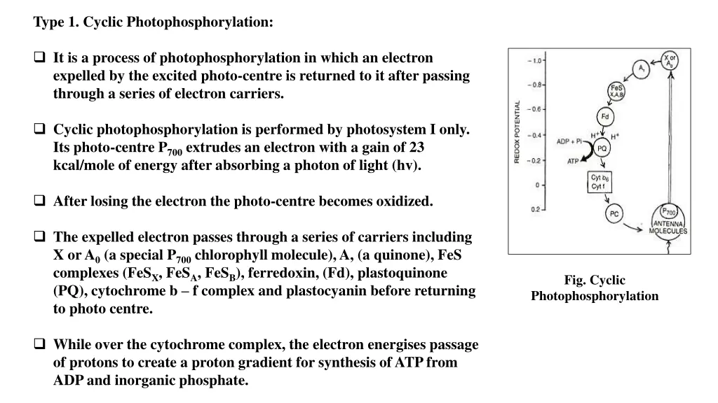 type 1 cyclic photophosphorylation