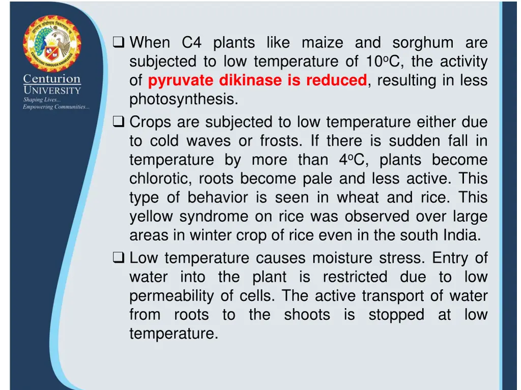 when c4 plants like maize and sorghum