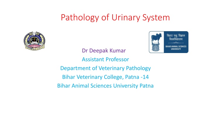 pathology of urinary system