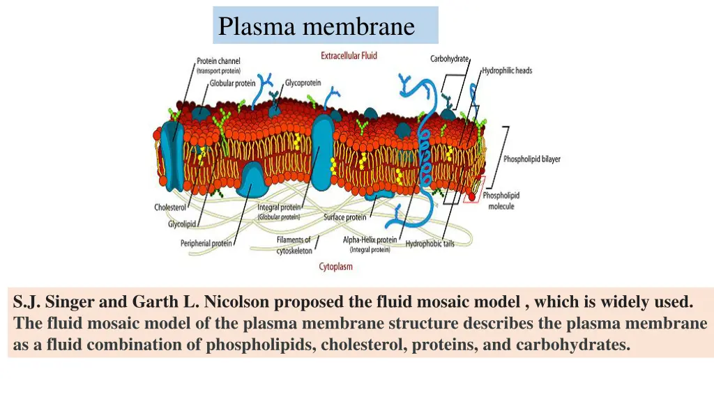 plasma membrane