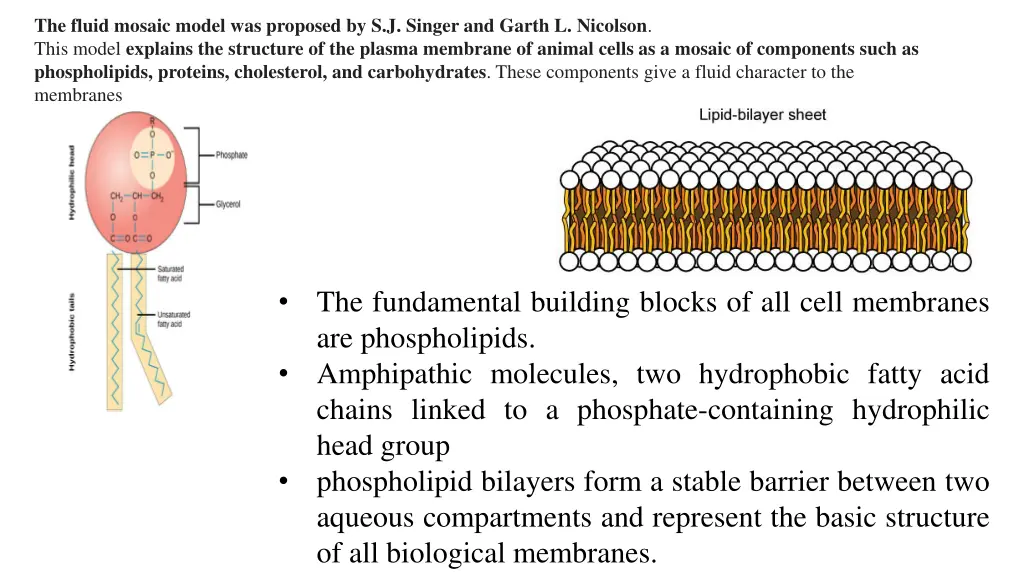 the fluid mosaic model was proposed by s j singer