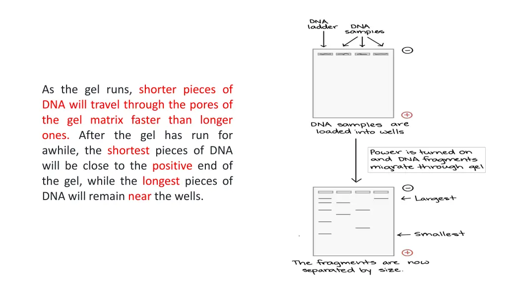 as the gel runs shorter pieces of dna will travel