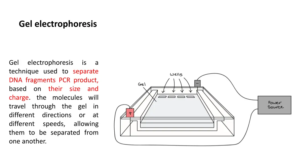 gel electrophoresis