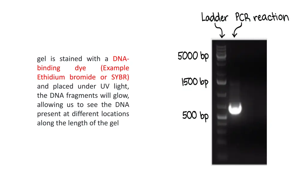 gel is stained with a dna binding dye ethidium