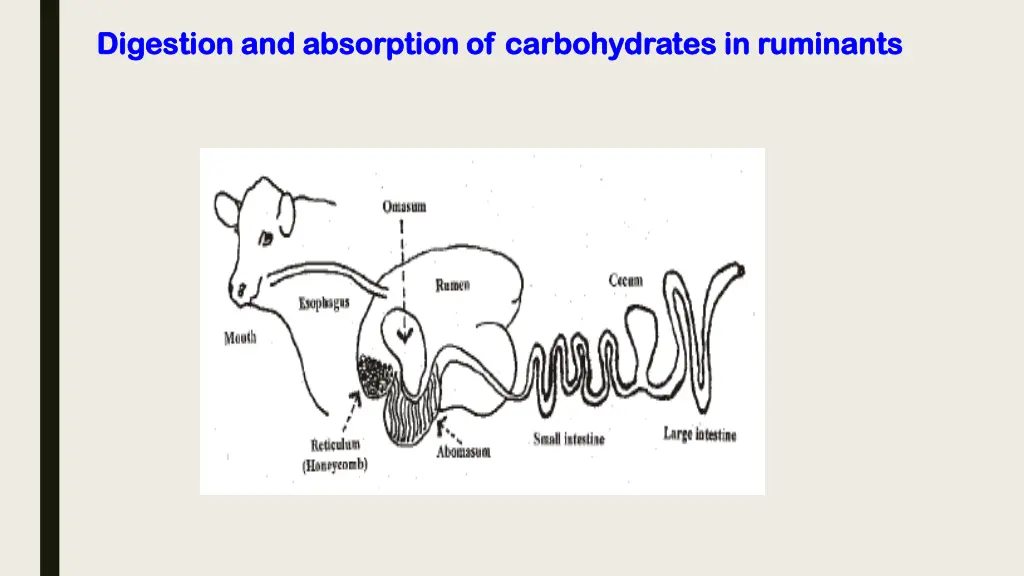 digestion and absorption of carbohydrates