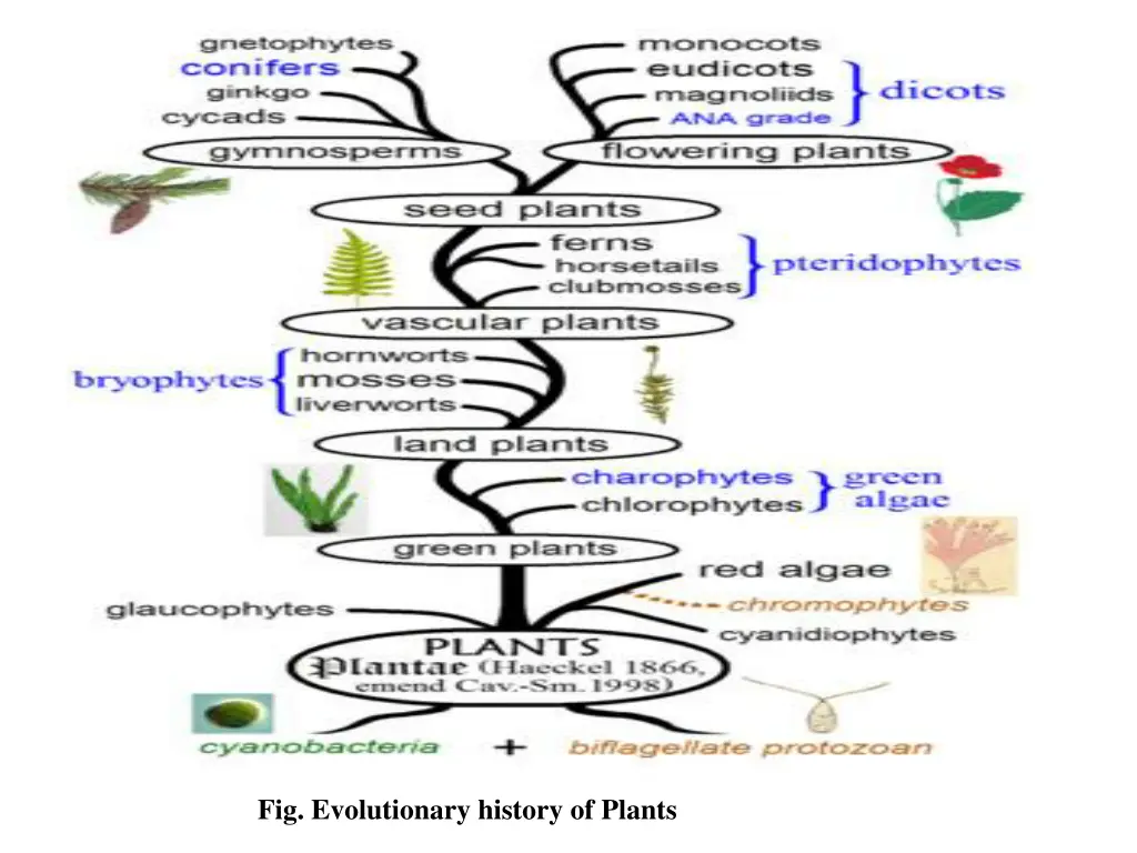 fig evolutionary history of plants