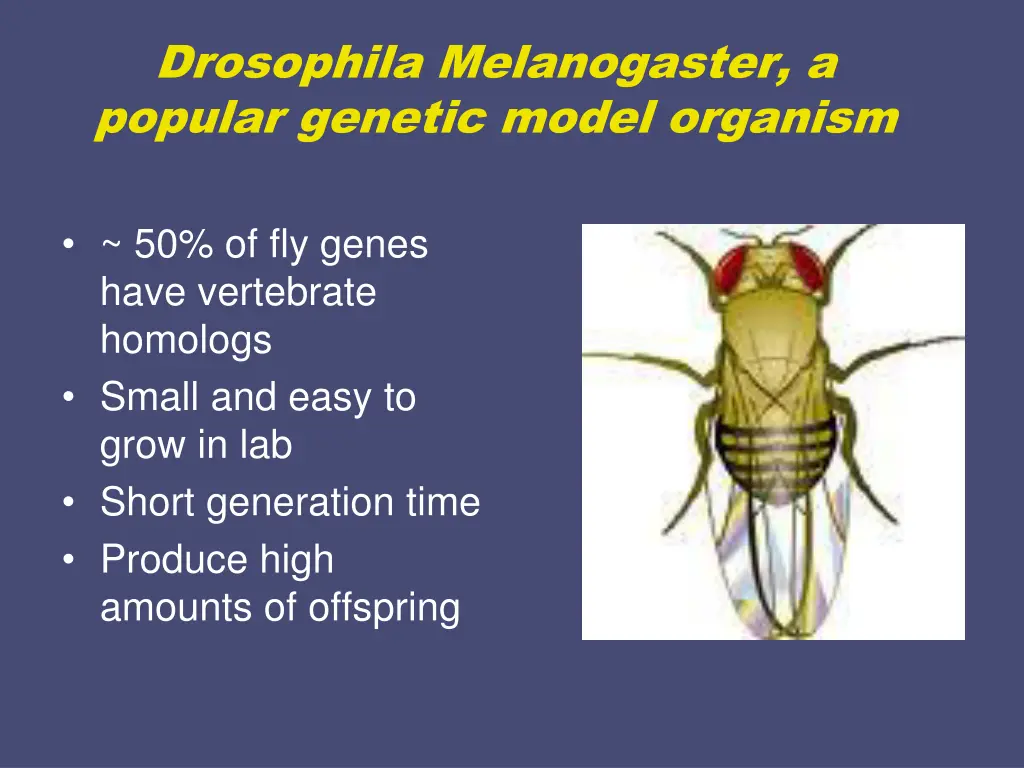 drosophila melanogaster a popular genetic model