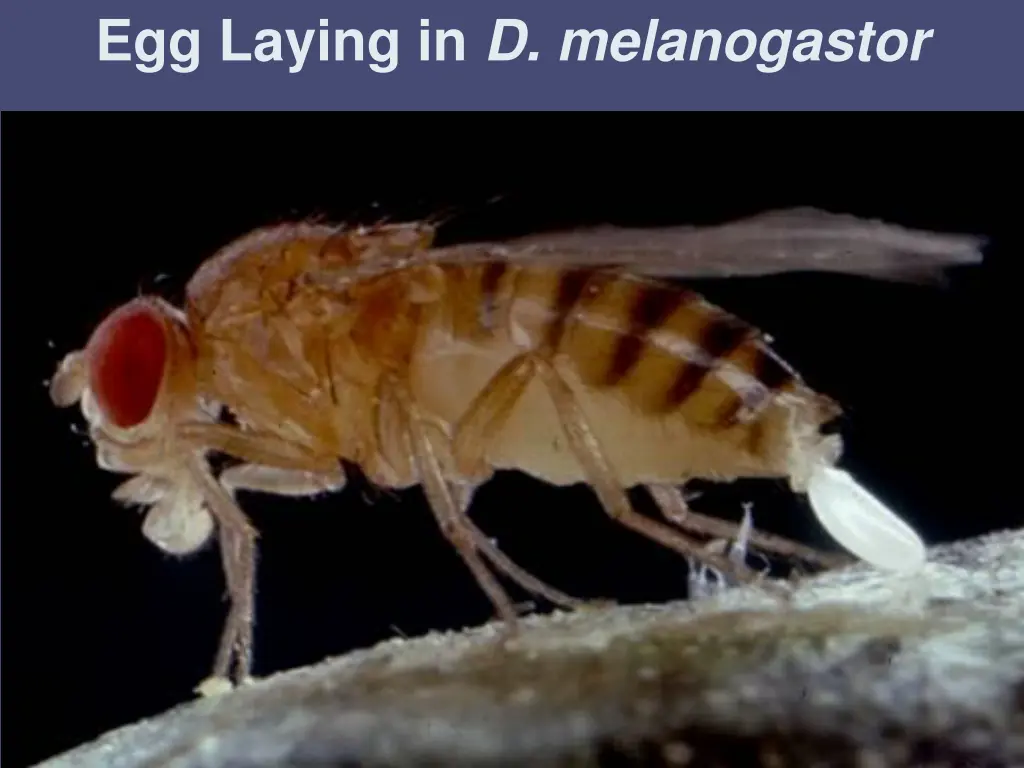 egg laying in d melanogastor