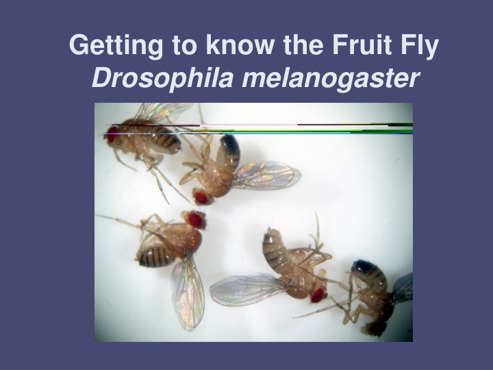 getting to know the fruit fly drosophila