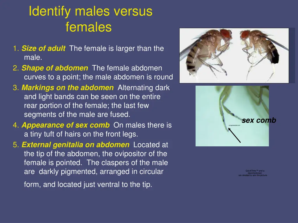 identify males versus females